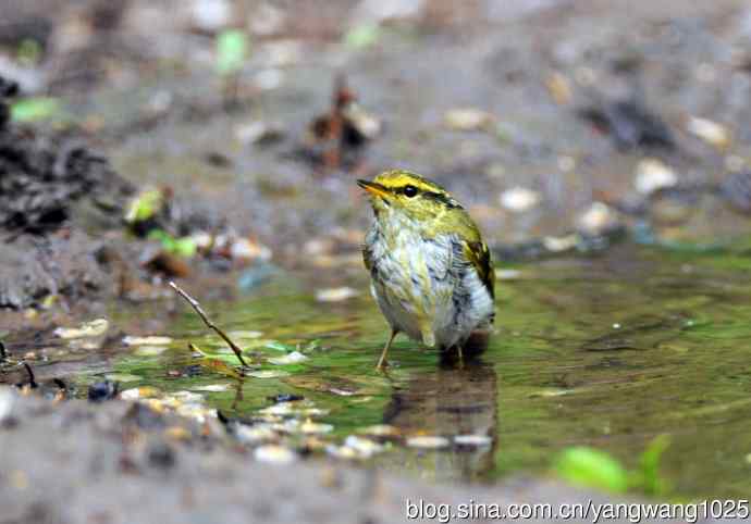 黄腰柳莺（3）