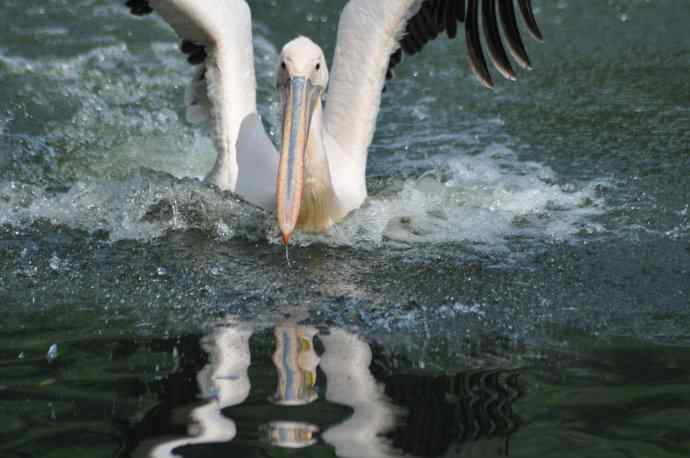 再次看到鹈鹕飞