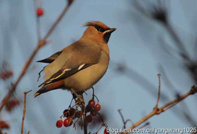 太平鸟（抓拍）3