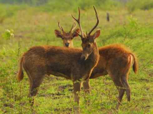 麒麟：传说的兽原型探秘（梅花鹿）