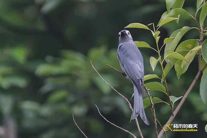 迁徙季的红喉姬鶲、灰卷尾、红尾伯劳