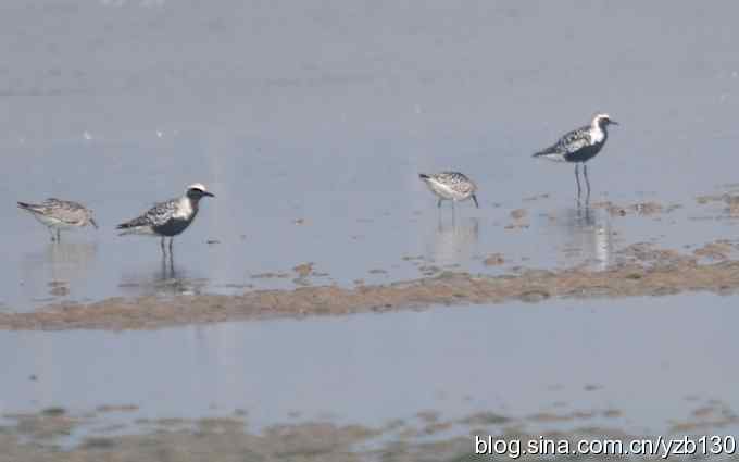 北戴河迁徙鸟鈥斺敾野啕a（组图）