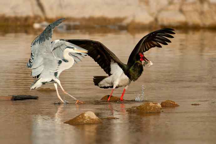 鹭鹳相争 wbr拍翁得意☆★