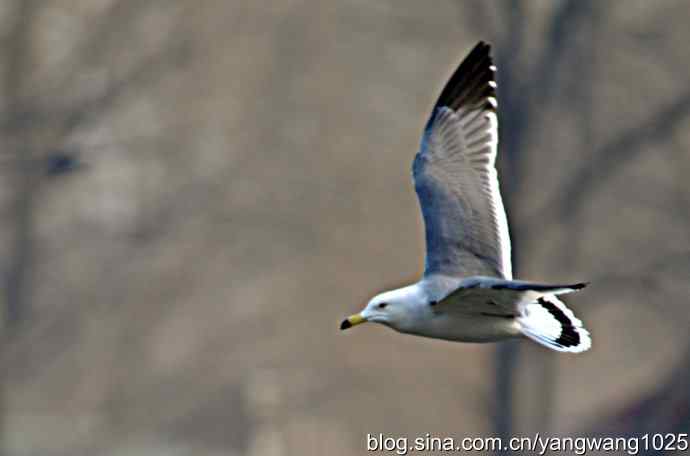 飞（海鸥）10