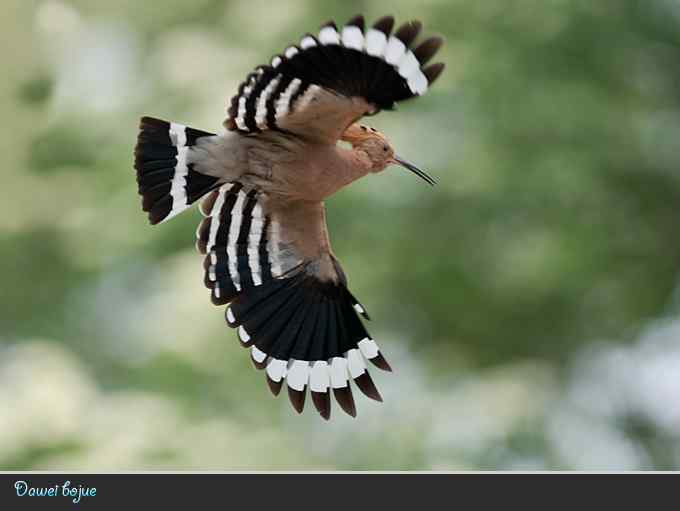 又到戴胜育雏时