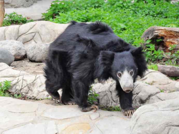 盘点十二大著名食蚁动物:懒熊 盘点十二大著名食蚁动物:懒熊
