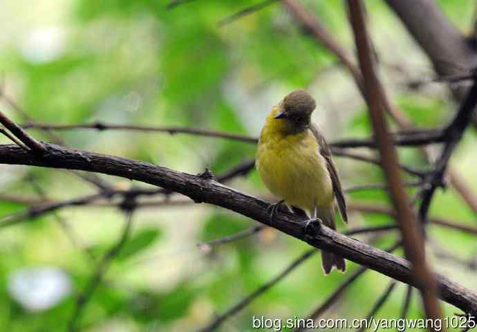 雌性绿背姬鶲（3）