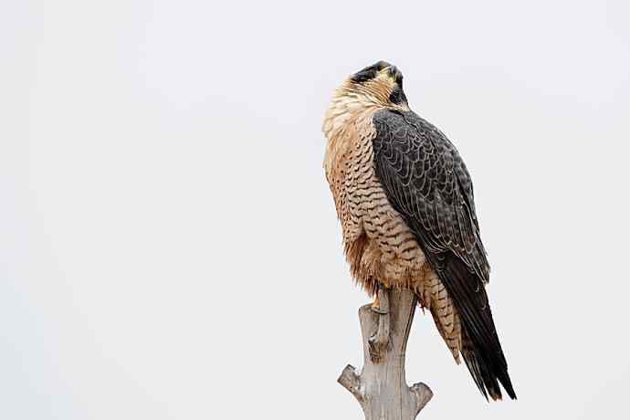 猛禽搜索（游隼站桩）