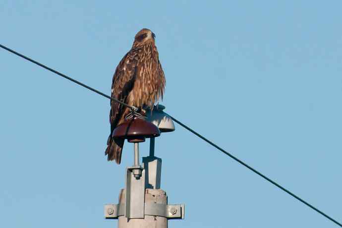 蓝天背景.电线杆上的黑耳鸢