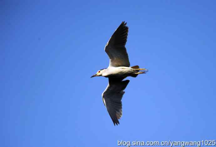 飞(夜鹭)28 飞(夜鹭)28