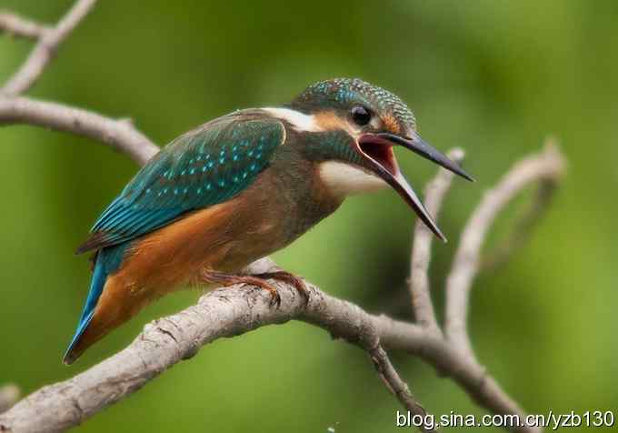 小翠吃虾（组图，16张图片）