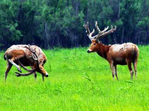 麒麟：传说的兽原型探秘（麋鹿）