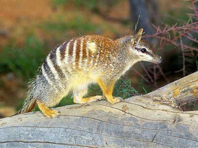 盘点十二大著名食蚁动物：袋食蚁兽