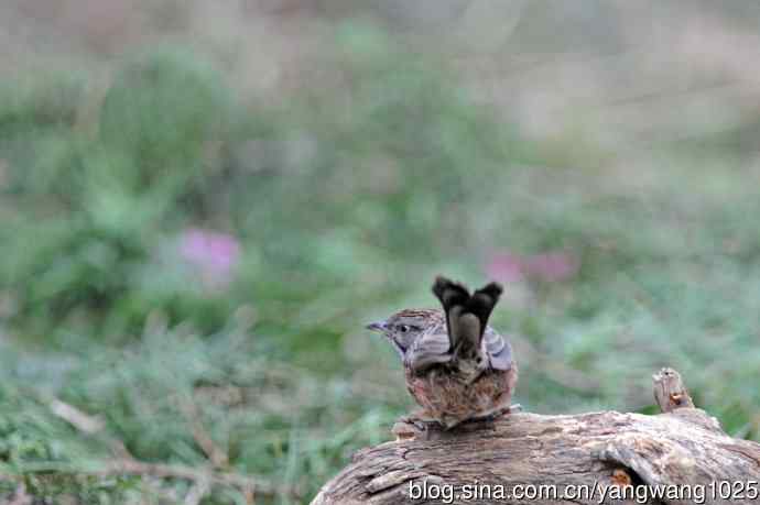 北京天坛公园的鸟类——山鹛（1）