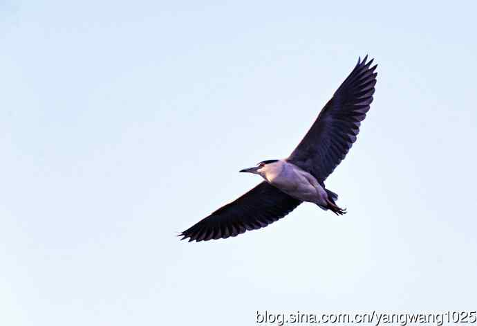 飞(夜鹭)50 飞(夜鹭)50