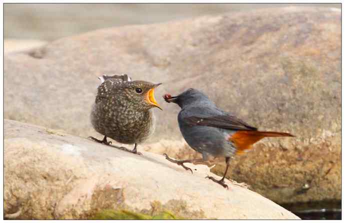 【I 'd never find a love like this】（父爱如山）