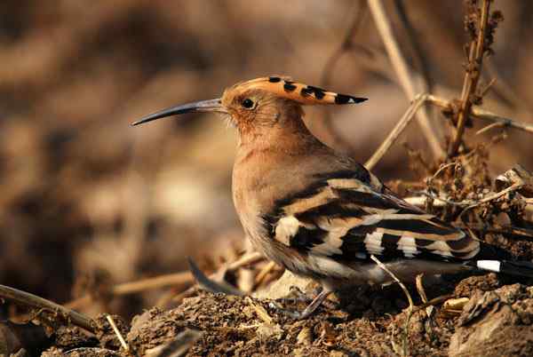家乡的鸟(3),与戴胜的亲密接触(组图) 家乡的鸟(3),与戴胜的亲密接触(组图)