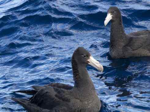 天生猎手：非猛禽类猎手之四（荒漠猎手走鹃）