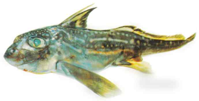 鱼类活化石：长吻银鲛