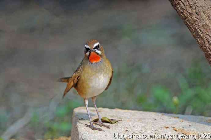 雄性红喉歌鸲（23）