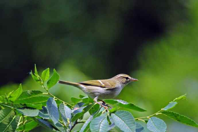 极北柳莺(3) 极北柳莺(3)