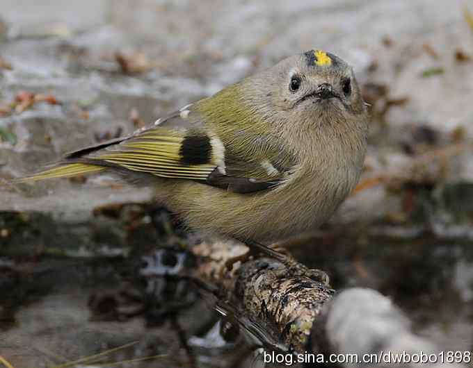 戴菊迎春 戴菊迎春