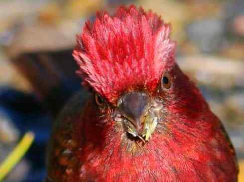 极品红色鸟类：酒红朱雀