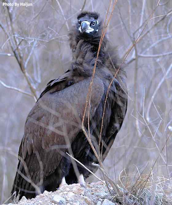驱车永定河峡谷拍摄秃鹫