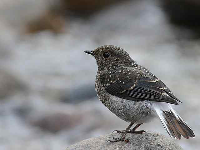 十渡有鸟初长成 wbr. wbr养在溪边人尽识