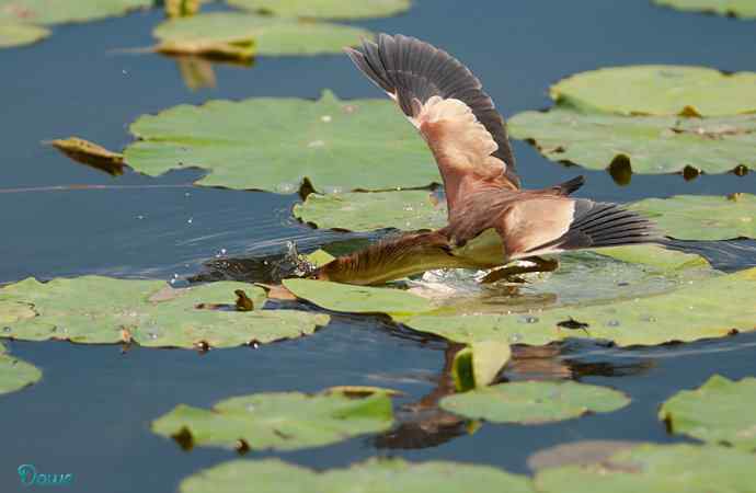 初到将府拍小鳽 初到将府拍小鳽