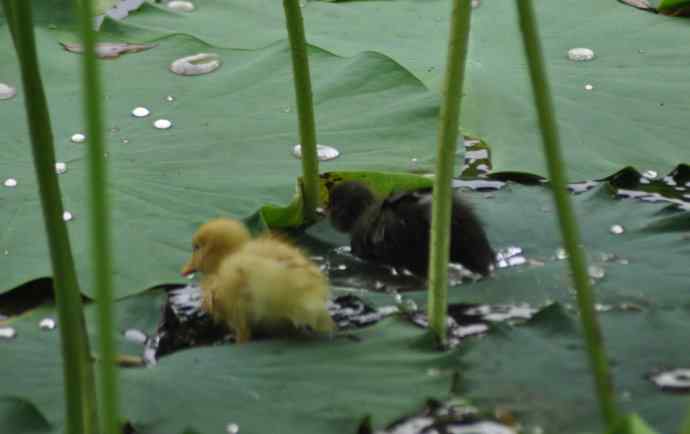 巧遇小鸭子