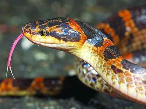 龙：传说的兽原型探秘（游蛇类）