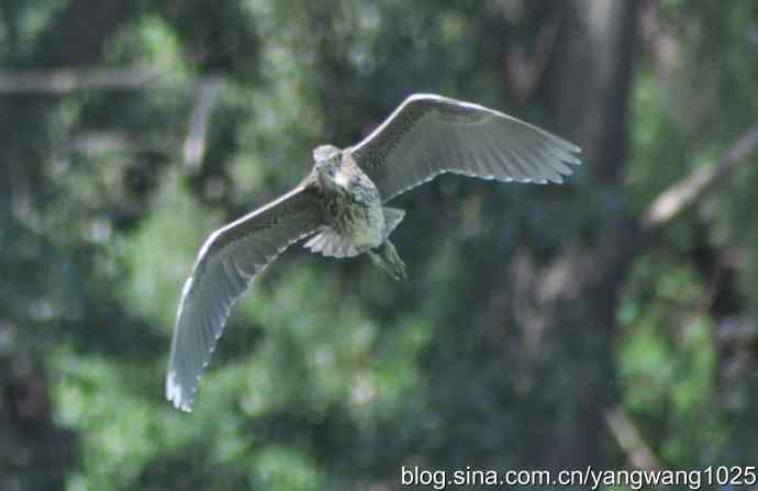 夜鹭(大丽抓拍) 夜鹭(大丽抓拍)