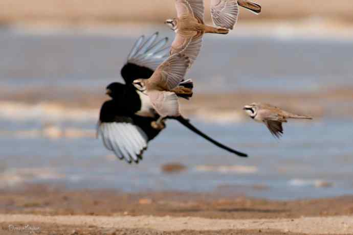 角百灵 wbr野鸭湖的一天 角百灵 wbr野鸭湖的一天