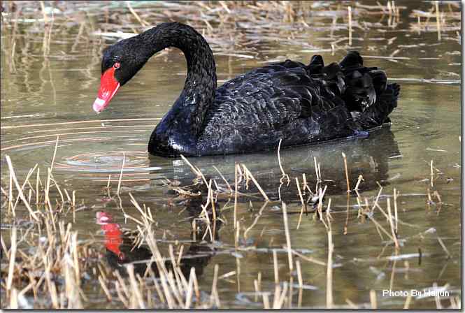 点击图片或使用键盘← →翻页