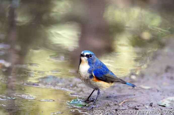 雄性红胁蓝尾鸲（17）