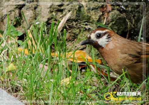 秋天-花-鸟【照片】