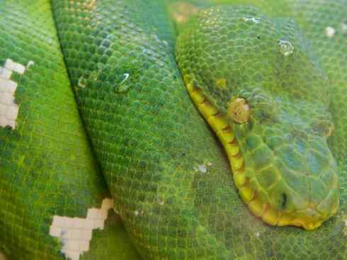 龙：传说的兽原型探秘（树蚺类）