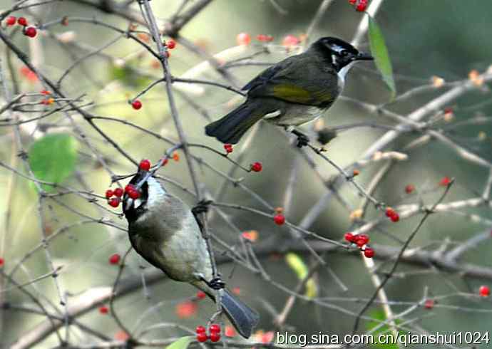 白头鹎的快乐生活(玉渊潭)