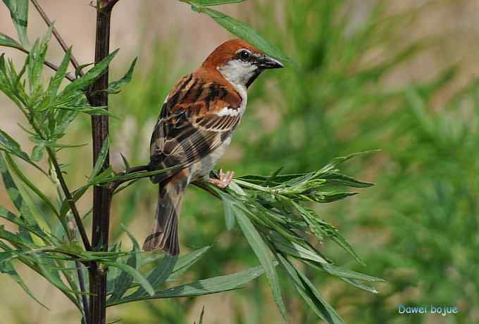 白河六月几只鸟　