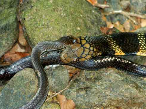 龙:传说的兽原型探秘(眼睛蛇类) 龙:传说的兽原型探秘(眼睛蛇类)