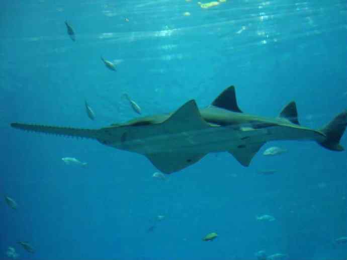 鱼类活化石:锯鳐 鱼类活化石:锯鳐