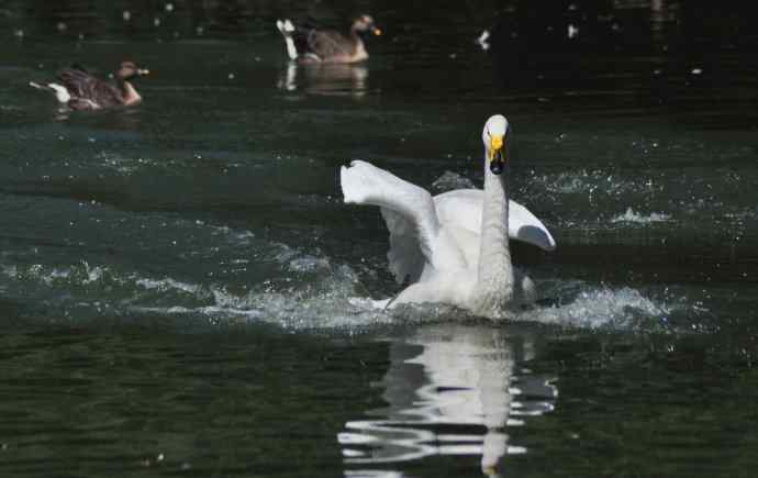 飞（白天鹅） wbr1