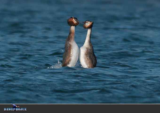 凤头.相恋在春花绽放时