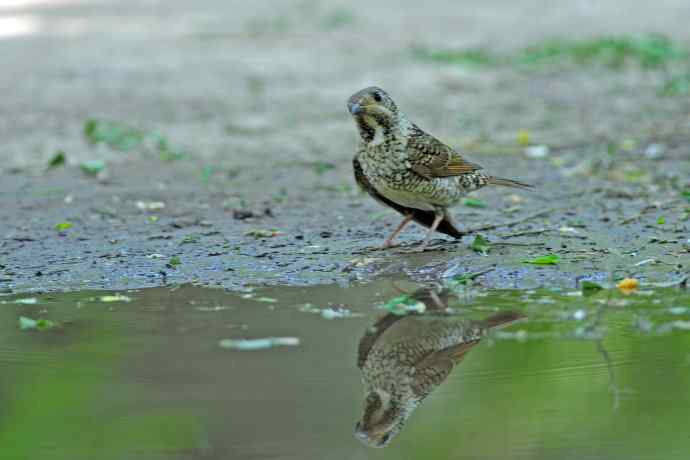 雌性白喉矶鸫（2）