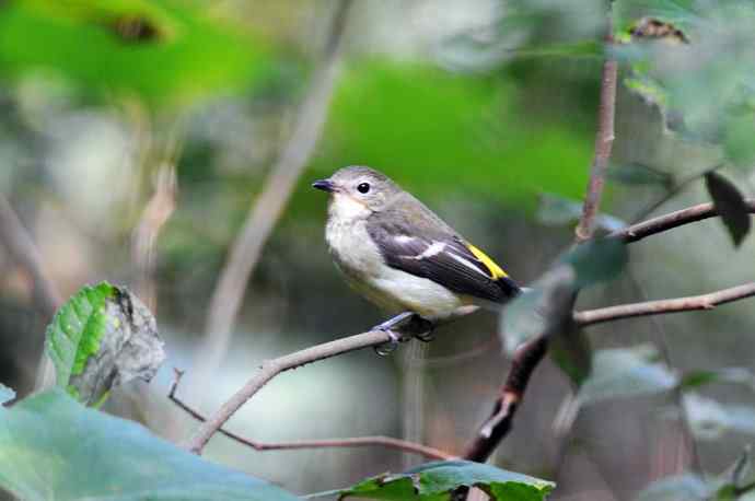 雌性白眉姬鹟（11）