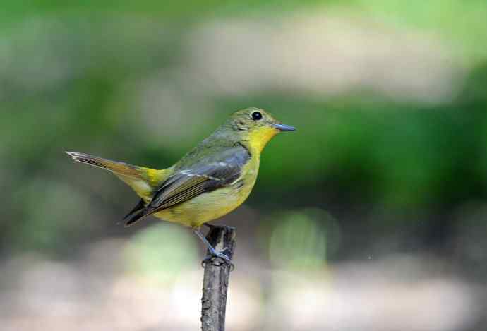 雌性绿背姬鶲(2) 雌性绿背姬鶲(2)