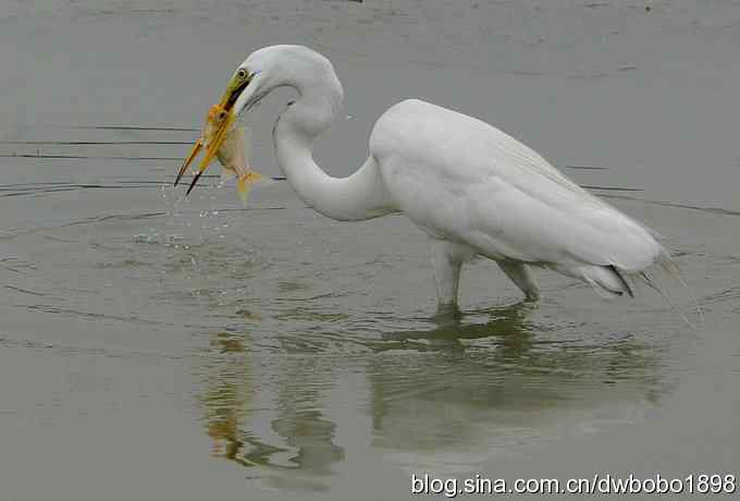 白鹭鸶丽影集锦