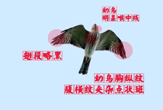 猛禽大全——中国东部地区27种迁徙类猛禽辨识