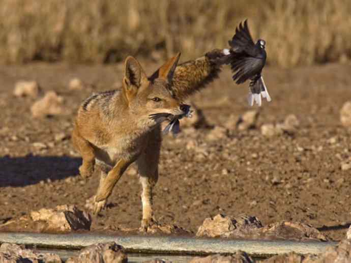 犬科:犬亚科犬属之金豺、黑背豺(胡狼类) 犬科:犬亚科犬属之金豺、黑背豺(胡狼类)